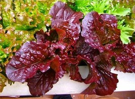 ArfanJaya 1000 Red Salad Bowl Lettuce Seed Heirloom-Slow To Bolt - $8.37