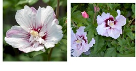 Live Plant - First Editions Fiji Hibiscus - Rose Of Sharon - Full Gallon... - £65.00 GBP