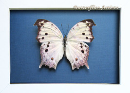 Real Butterfly Mother Of Pearl Salamis Parhassus Entomology Collectible ... - $68.99