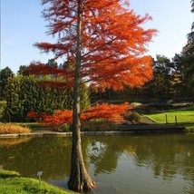 Bald cypress (seedling 5 to 8 inches) - £12.51 GBP