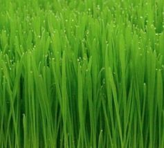 50+  CAT GRASS SEEDS CAT WHEAT GRASS indoor PLANT GARDEN kitty MEOW  - £8.05 GBP