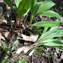 3 Wild Ramps Bulbs Only Bare Roots Wild Leeks Allium Tricoccum Organic B... - $11.00