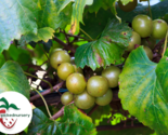 Hall Muscadine Grape Vine - 2year old Bare Root Live Plant- 1-2ft tall - £22.29 GBP+