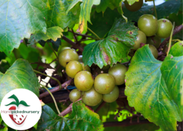 Hall Muscadine Grape Vine - 2year old Bare Root Live Plant- 1-2ft tall - £22.37 GBP+