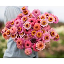 PWO 40 Zinnia Cupcake Seeds Pink Zinnias Peach Zinnias Double Petal Zinnias - $7.20