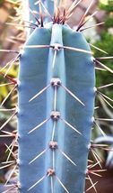 20 Seeds Cereus Hankeanus Grafting Stock Grafted Cacti Night Flower Cact... - £14.36 GBP