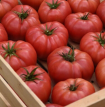 25 Pc Seeds Tomato Blushing Star Vegetable, Beefsteak Tomato Seeds | RK - £21.50 GBP