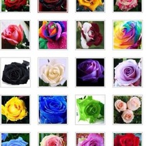 US Seller 20 Kind Different Colors Of Flower Seeds Are Mixed Together（50 Pcs） - £9.68 GBP