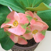 15 Seeds Crown Of Thorns Cheerful House Plant Fresh Seeds Easy to Grow Ship From - £12.38 GBP