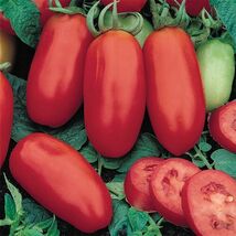 Fresh 30 San Marzano Tomato Seeds (Indeterminate)  - $5.79