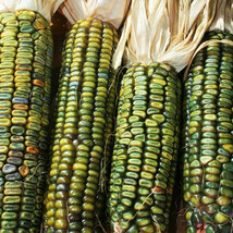 Seeds Fresh Oaxacan Green Dent Ornamental Corn Blue Gold Glass Gem Popcorn - $9.90