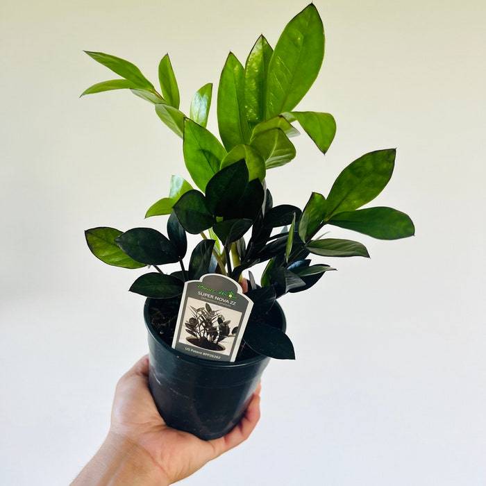 Zz Super Nova Easy Plant Low Light Plant Zamioculcas Zamiifolia Live Pla... - $117.98