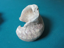 PARTIAL SHELL FOSSIL LARGE 5 X 8&quot; GREY - £43.01 GBP