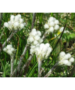 BPA 150 Seeds White Pussytoes Cats Paws Antennaria FlowerFrom USA - £7.78 GBP