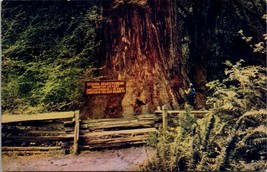 Giant Redwood Close to Highway 101 CA Postcard PC76 - £3.92 GBP