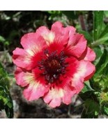 40 Moulten Fire Potentilla Nepalenisis Hardy Perennial Flower Seeds Fres... - $22.44 CAD