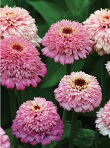 ArfanJaya Zinnia  Cupcake Pink Seeds - 25 Seeds Per Packet - £8.46 GBP