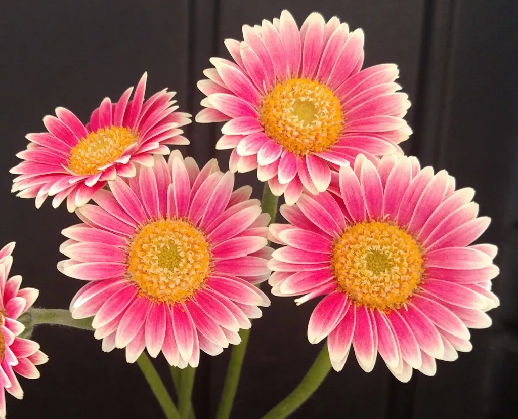 Seeds USA Seller 200 Pink &amp; White Gerbera Daisy Seeds Planting - $10.96