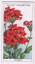 Wills Cigarette Card Garden Flowers #46 Verbena - £0.76 GBP