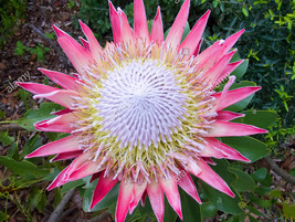 2PCS Protea Cynaroides Seeds Light Pink Big Blooming Flowers Perennial Shurbs - £5.23 GBP