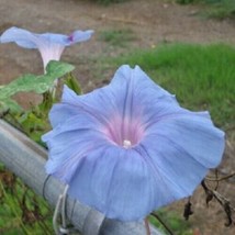From US 20 Light Blue Pink Morning Glory Seeds Annual Flowers Climbing Vine 346 - £8.12 GBP