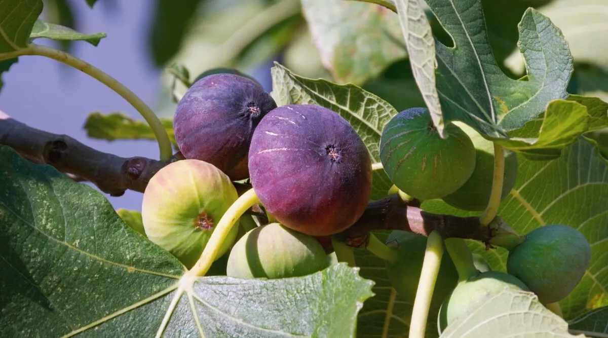 PSStore 100 Ronde De Bordeaux Fig For Garden Planting Vegetable Seeds - £8.31 GBP