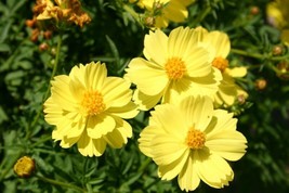 Cosmos Yellow Tall Flowers Sulpher 90 Seeds  - £6.52 GBP