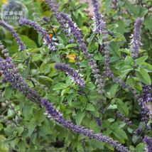 BELLFARM Basil Seeds Blue Spice Professional Pack 20 Seeds heavily fragrant with - $5.99