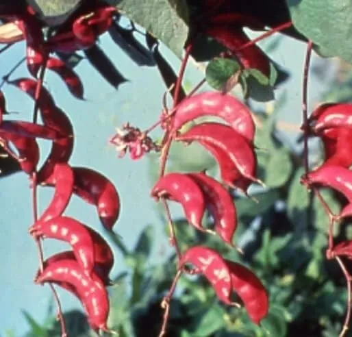 Pink Hyacinth Bean Vine Seeds-10 Seeds-Grow Pink Pod Beans-Murasakiiorhana Usa S - £15.92 GBP