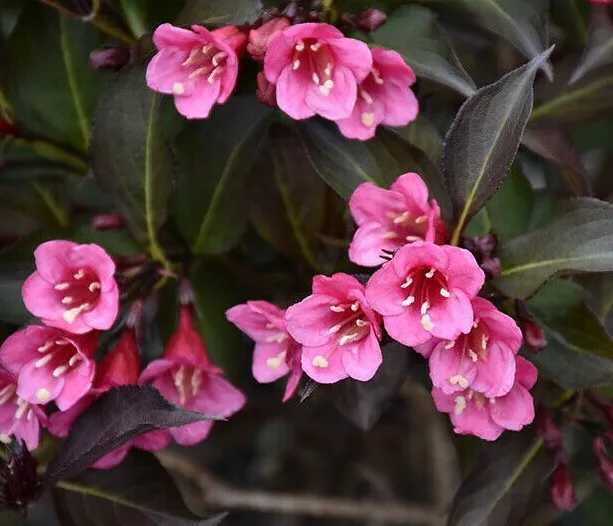 Wine &amp; Roses Shrub 6-12&quot; Tall Qt Weigela florida &#39;Alexandra&#39; - £19.93 GBP