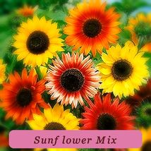High Yield 55 Seeds Autumn Beauty Mix Sunflower - $2.69 CAD