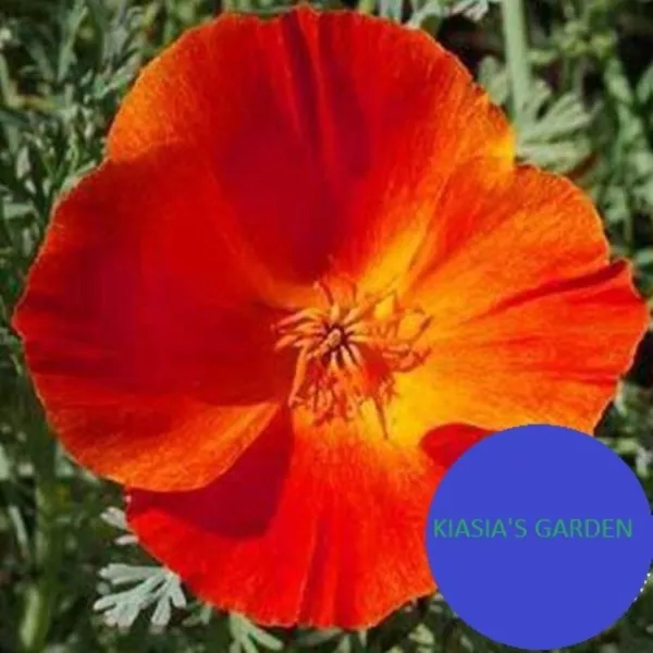 Mikado California Poppy Seeds 250+ Flower Eschscholzi Californica Fresh ... - $7.98