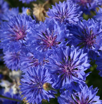 Blue Dwarf Bachelor Button Blue Cornflower (Seed) - $5.31