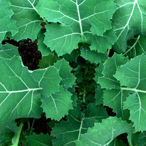 HT Premier Kale Seeds 200 Seeds Non-Gmo Seed Store 1101 Garden Seeds - $9.94