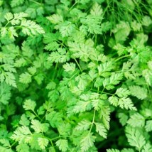 USA Seller Fresh Winter Chervil Seeds Herb Tasty Anise French Cooking - $13.90