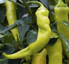 Sweet Banana Pepper Seeds, NON-GMO, Greek Salad, Banana Chili, FREE SHIP... - $1.77+