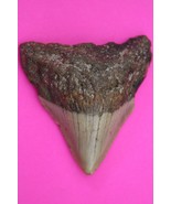 Authentic Megadolon Shark Tooth 2.62 Inches 52 Grams Fossil Dino Girl CO... - $78.99