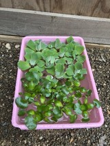 (15) MIX Water Hyacinth Lettuce Koi Pond Floating Plants Algae Medium 2-... - £34.36 GBP