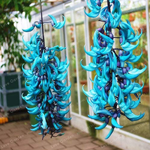 10 Seeds Endangered Jade Vine &#39;Strongylodon Macrobotrys&#39; Flower Blue Flo... - $8.99