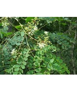 SDC Albizia Procera Tall Albizia Tree Seeds Easy Grow - $16.20