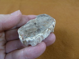 R805-2) genuine fossil Petrified Wood slice specimen Madagascar organic ... - $14.95