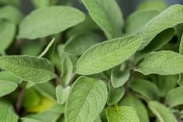 Sept 100 Ct Sage Seeds - £4.54 GBP