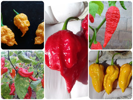 Chilli seeds combo pack 5 of hottest pepper in the world, carolina reaper - £9.82 GBP