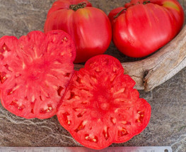 HSeeds 50 Seeds German Giant Tomato Juicy Tomatoe Vegetable Garden Edible Food - $5.21