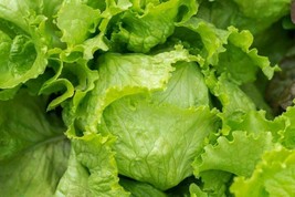 Great Lakes Iceberg Lettuce - Salad - 25+ seeds - L 021 - £1.59 GBP