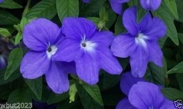 50+ Blue Browallia Long Lasting  Annual Flower Seeds - £11.41 GBP