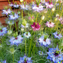 500 Love in a Mist Annual Flower Seeds Persian Jewels Mix Nigella damascena - £6.29 GBP