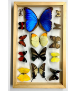 14 Real Butterfly Moth Display Taxidermy Double Glass Shadow Box Frame RARE - $111.38