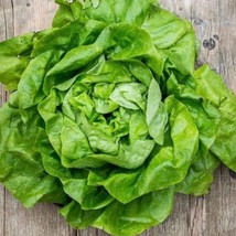 White Boston Butterhead Lettuce Seeds 500 Seeds Fast Shipping - $13.29