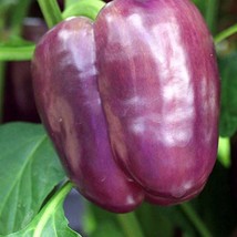 Purple Beauty Sweet Pepper Seeds Gardening USA SELLER - £3.38 GBP